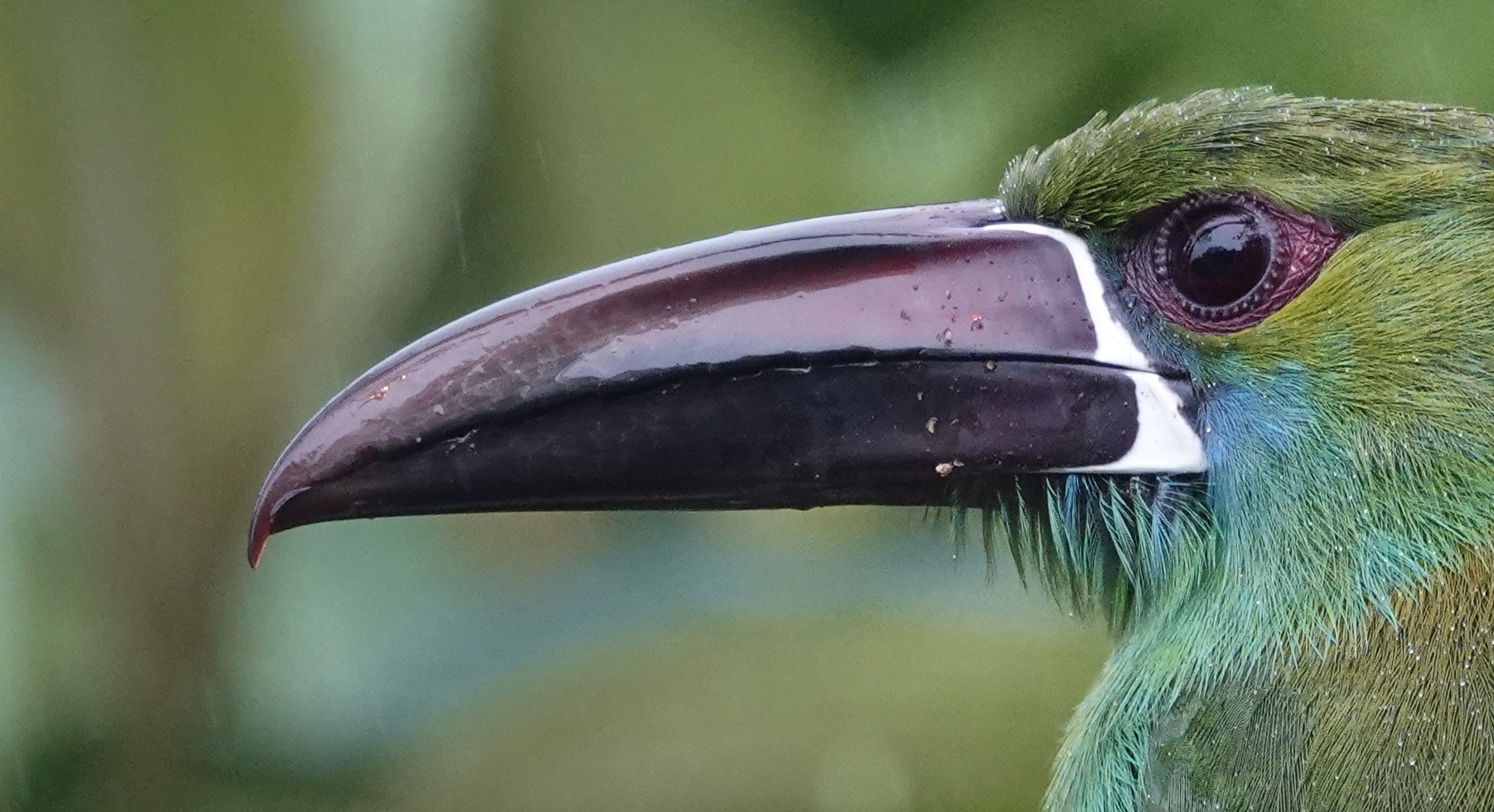 Toucanet dans la forêt de Mindo